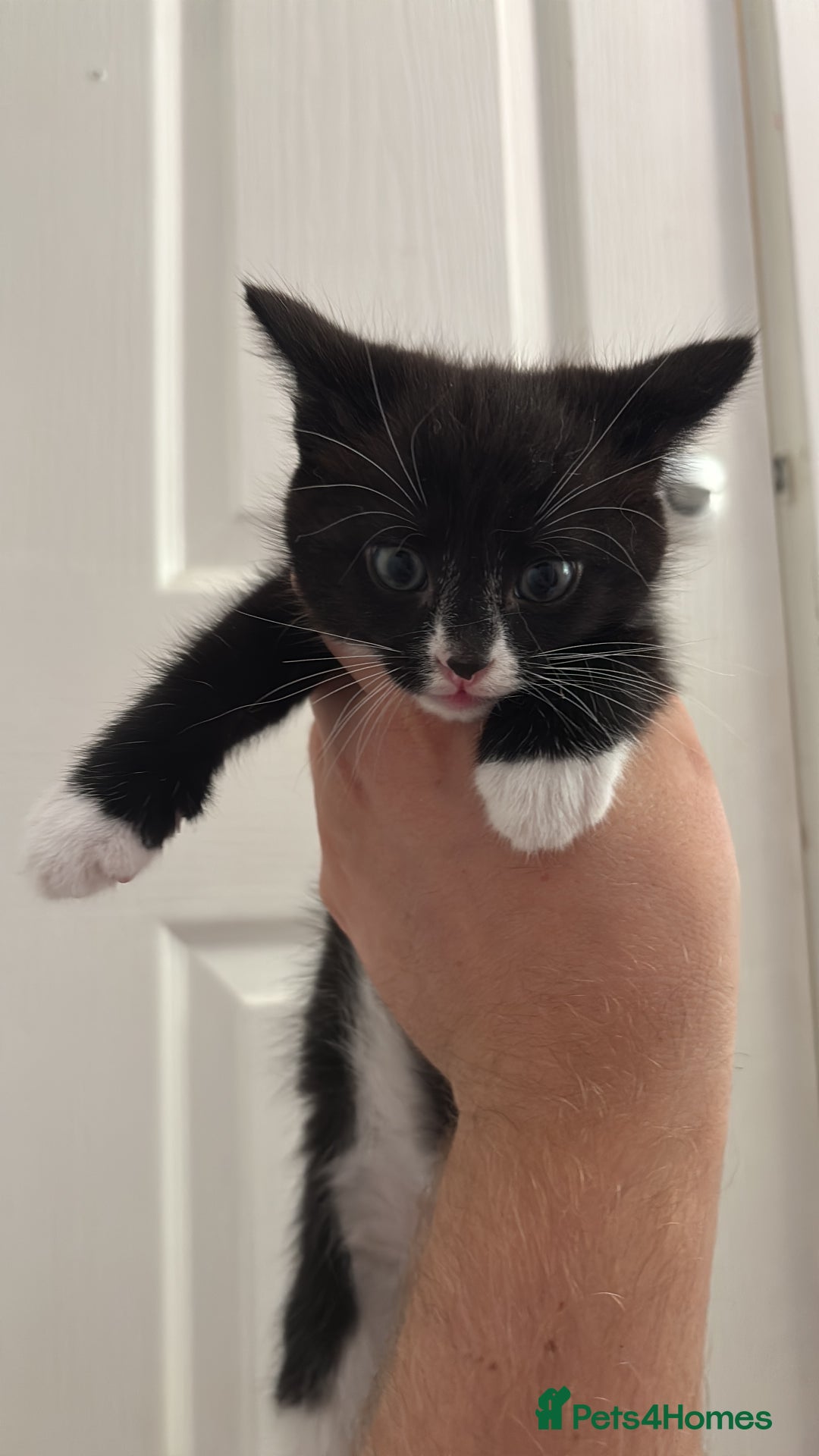 Mixed Breed cats for sale: Cat and kittens  - Image 7