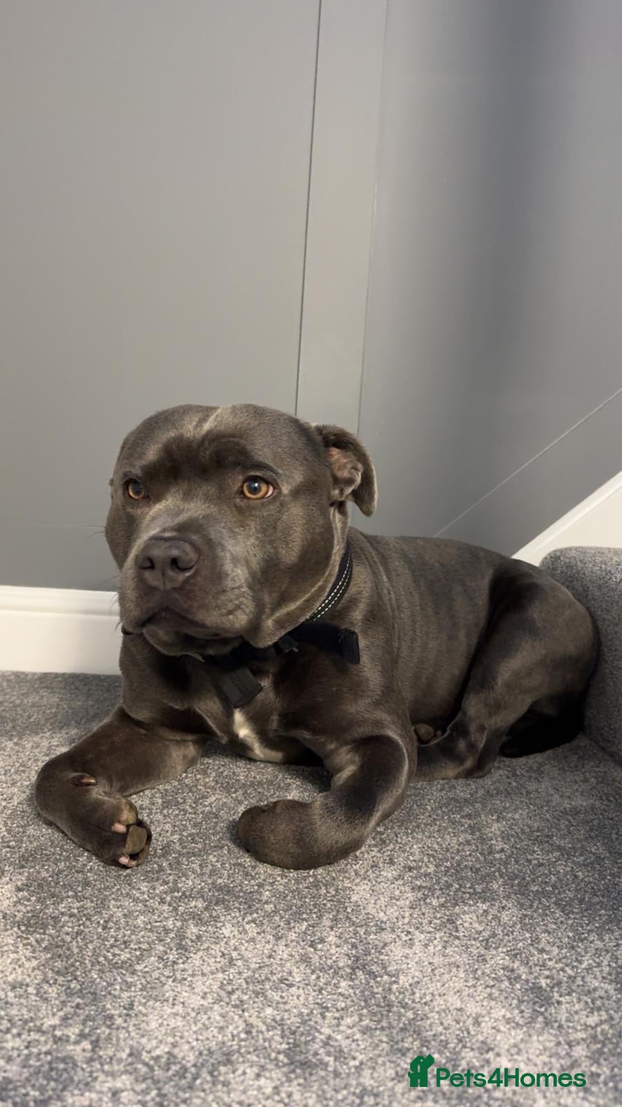 Staffordshire Bull Terrier dogs for sale: KC Registered Blue & Lilac Staffy Puppies 🐾 - Advert 5