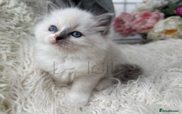 Ragdoll cats for sale: Only Two Kittens Available ready to go 🐾 - Image 5