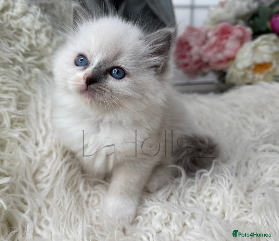 Ragdoll cats for sale: Only Two Kittens Available ready to go 🐾 - Image 5