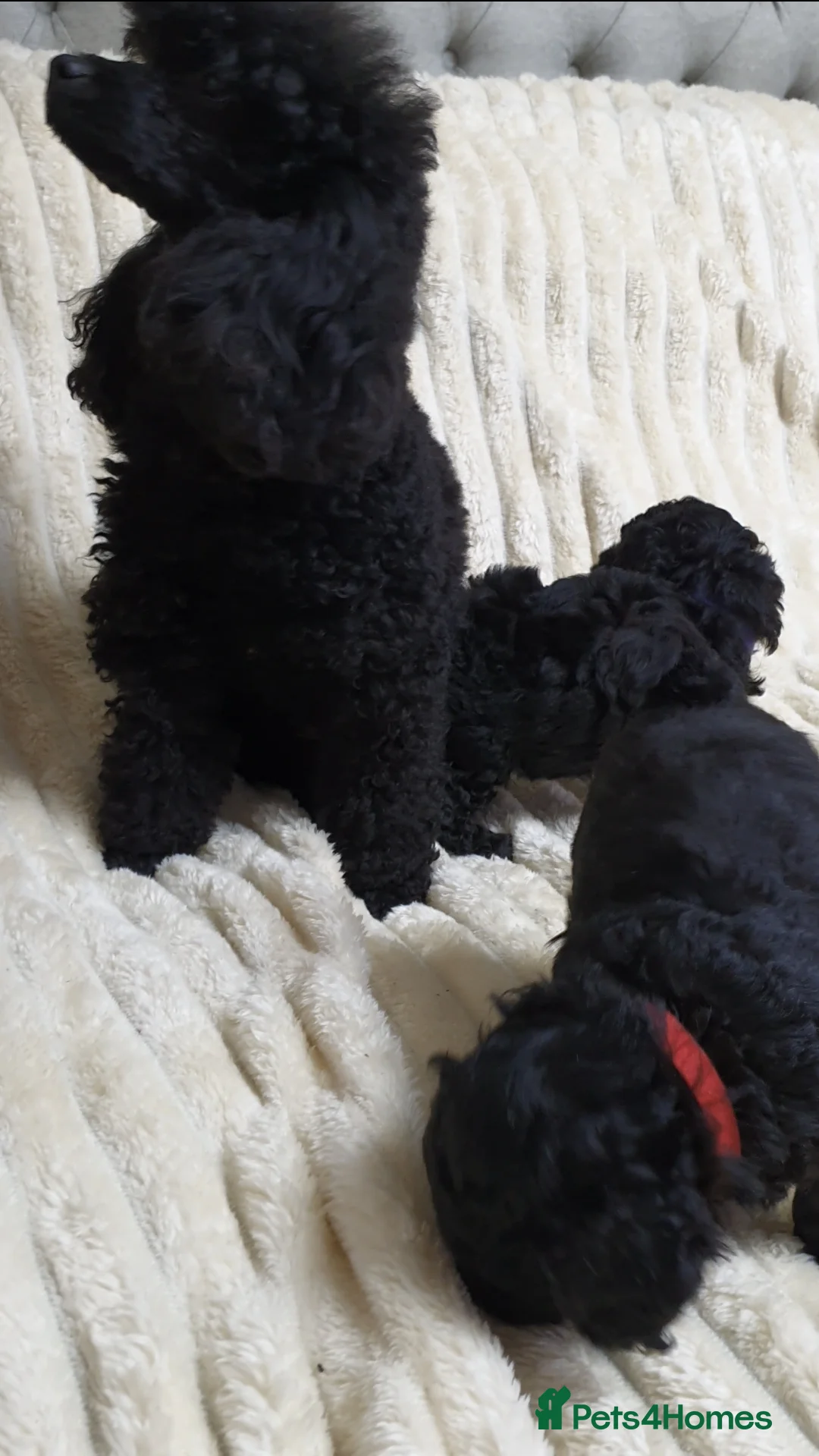 Toy Poodle dogs for sale: Tiny Toy Poodle puppies ready to leave 1st March - Advert 5