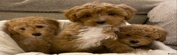 Cavapoo dogs for sale: RED & WHITE CAVAPOO PUPPIES TOP QUALITY BREEDER - Advert 16