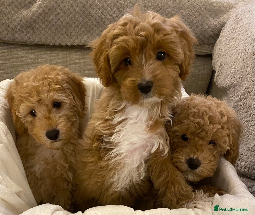 Cavapoo dogs for sale: RED & WHITE CAVAPOO PUPPIES TOP QUALITY BREEDER - Advert 16