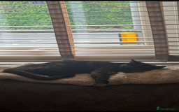 Domestic Shorthair cats for sale: Heartbreakingly a marriage breakup forces rehome - Image 30