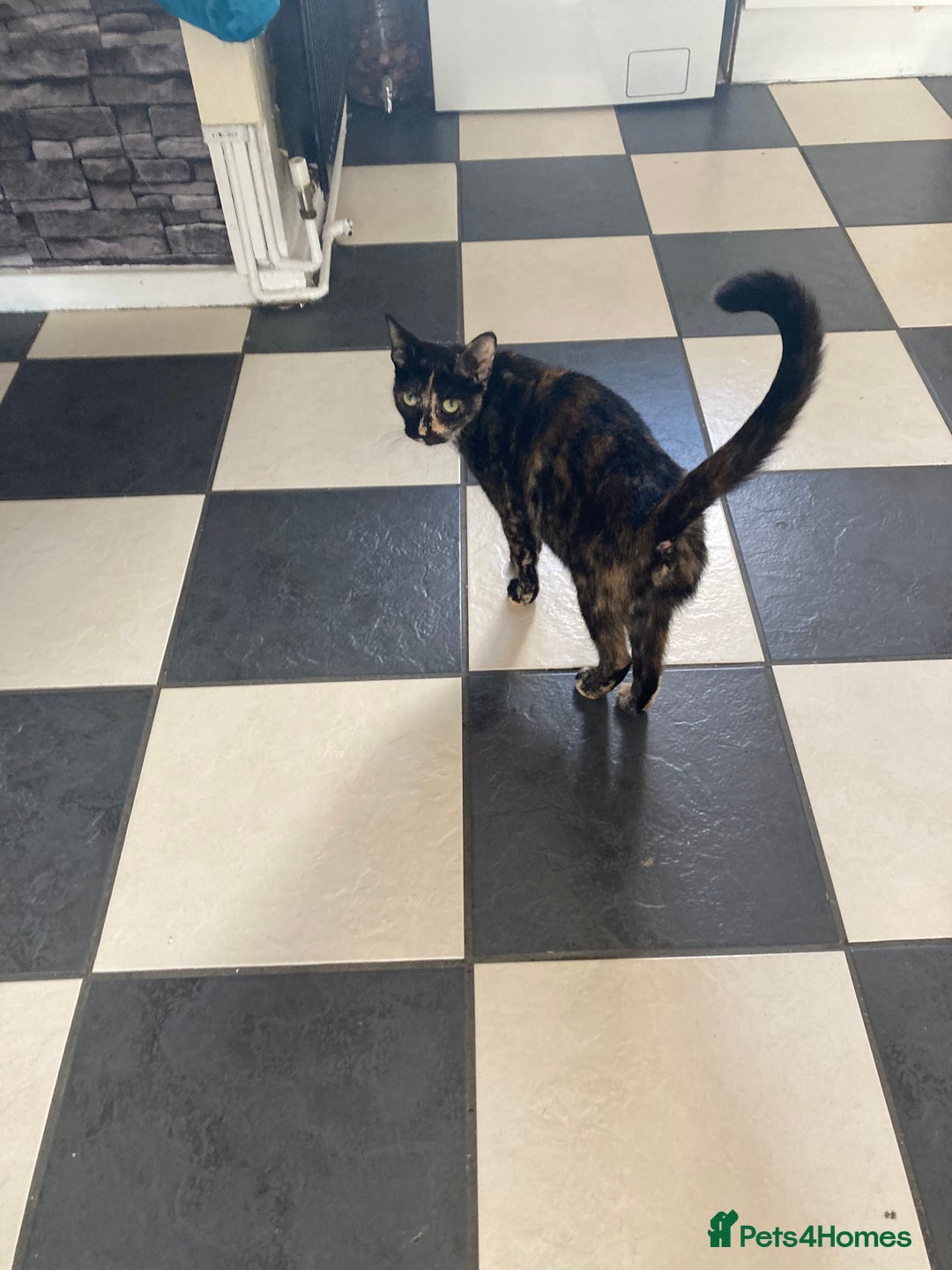 Mixed Breed cats for sale:  Beautiful Female cat - Image 5