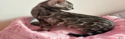 Bengal cats for sale: Exceptional Pure Pedigree Silver Grey TICA Bengal - Advert 17