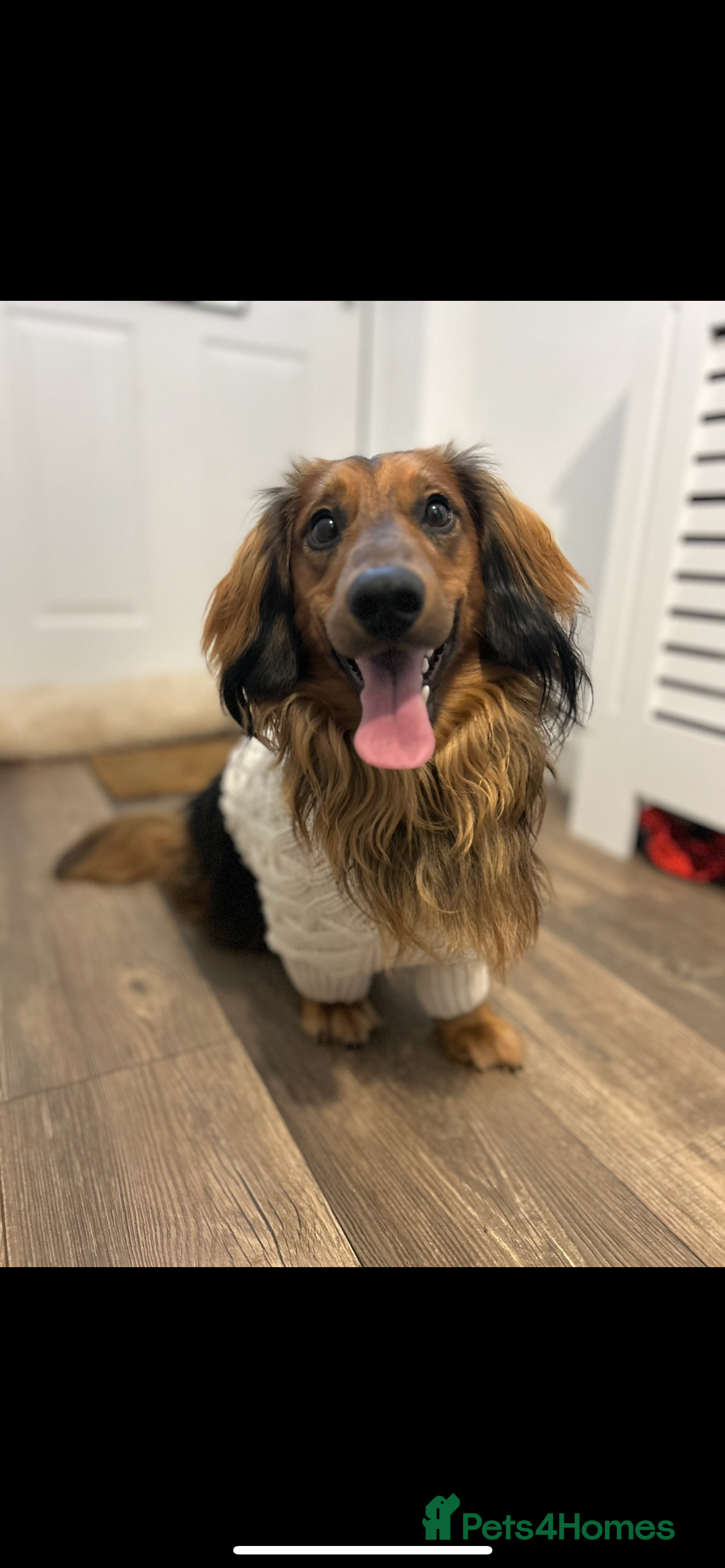 Dachshund dogs Male long haired dachshund - Advert 1