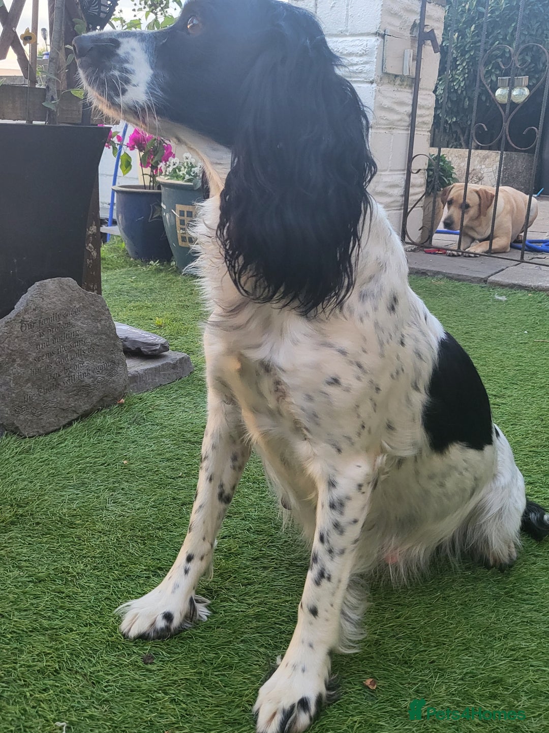 English Springer Spaniel dogs for sale: English springer spaniel pups  - Image 21