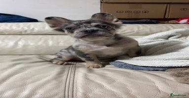 French Bulldog dogs - Advert 7