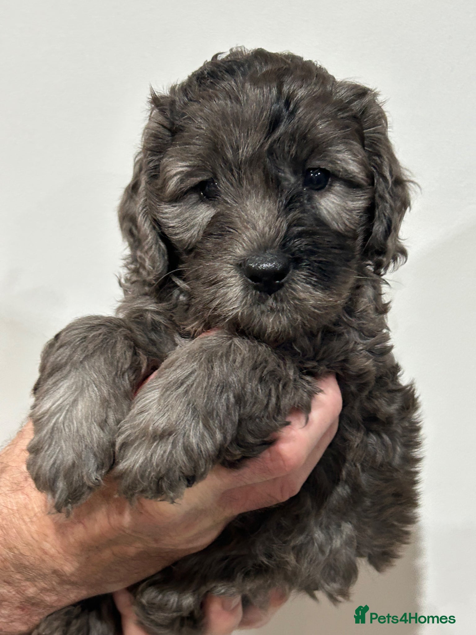 Mini Goldendoodle dogs  Gorgeous GOLDENDOODLES F1b  - Advert 3