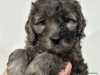 Mini Goldendoodle dogs Gorgeous GOLDENDOODLES F1b - Advert 3