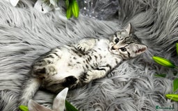 Egyptian Mau cats for sale: Exceptional Egyptian Mau & Bengal Kittens TICAreg - Image 1