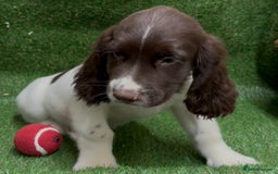 English Springer Spaniel dogs for sale: English springer spaniel - Image 15