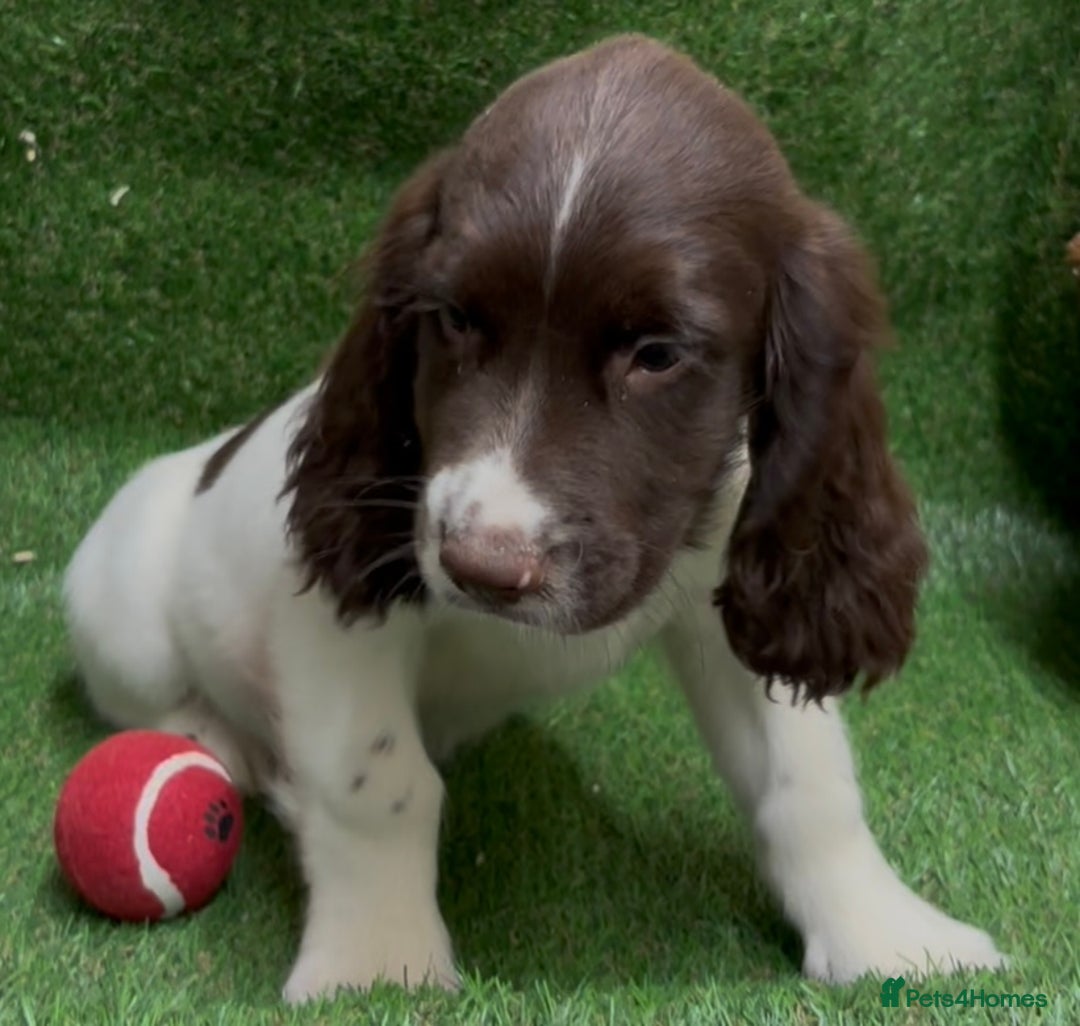 English Springer Spaniel dogs for sale: English springer spaniel - Image 15
