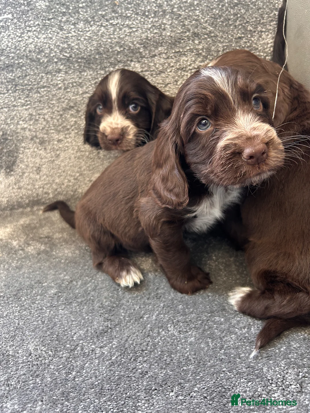 Cocker Spaniel dogs for sale: Show type cocker spaniel puppies  - Advert 10
