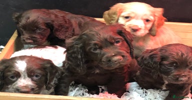 Cocker Spaniel dogs - Advert 8