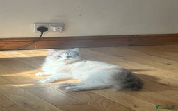 Ragdoll cats for sale: Ragdoll kittens - Image 10
