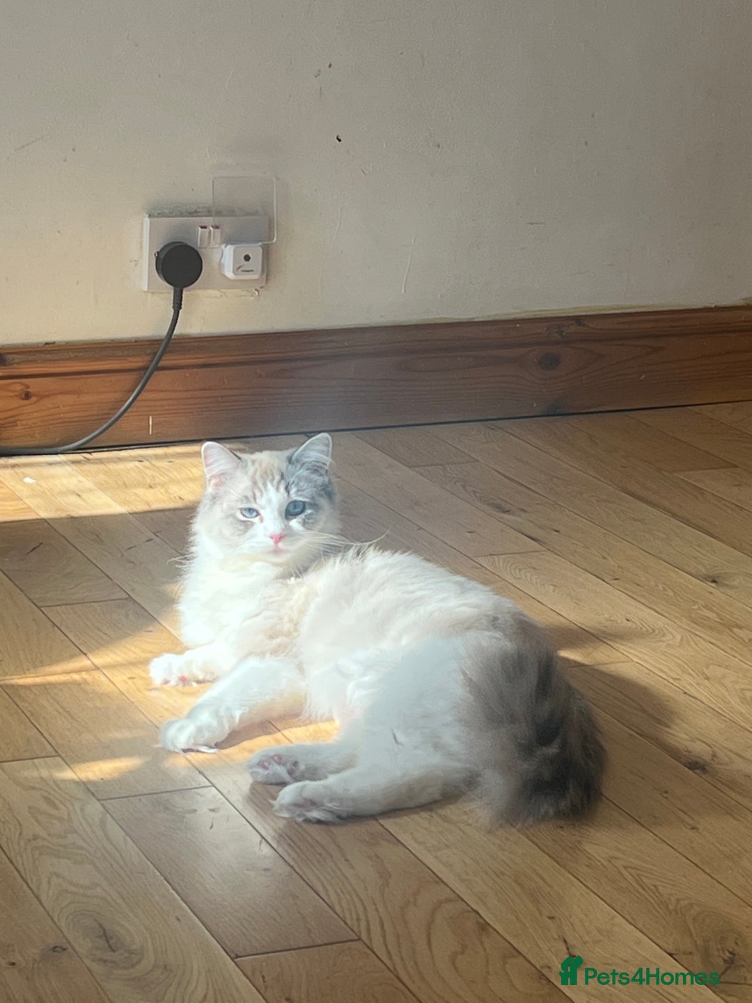 Ragdoll cats for sale: Ragdoll kittens - Image 10