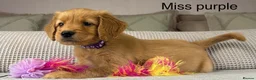 Goldendoodle dogs for sale: BEAUTIFUL HEALTHY LOVING PUPPIES  - Advert 16