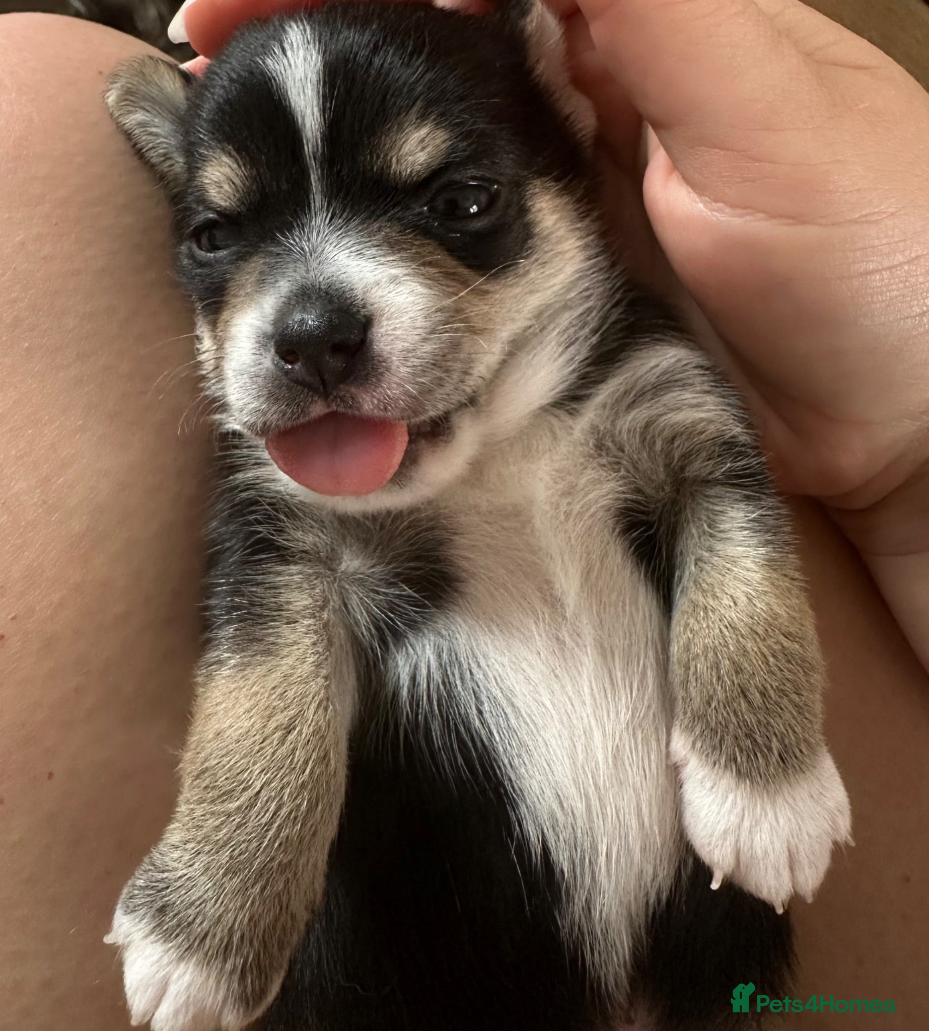 Chihuahua dogs LEFT 1 boy 🐾 Beautiful Chihuahua Boys Available - Advert 19