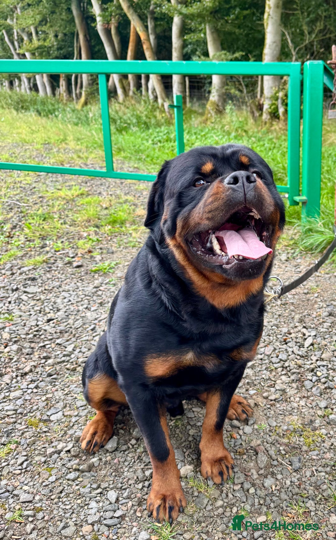 Rottweiler dogs for sale: 5-Generation Kennel Club Rottweiler Puppies  - Advert 5
