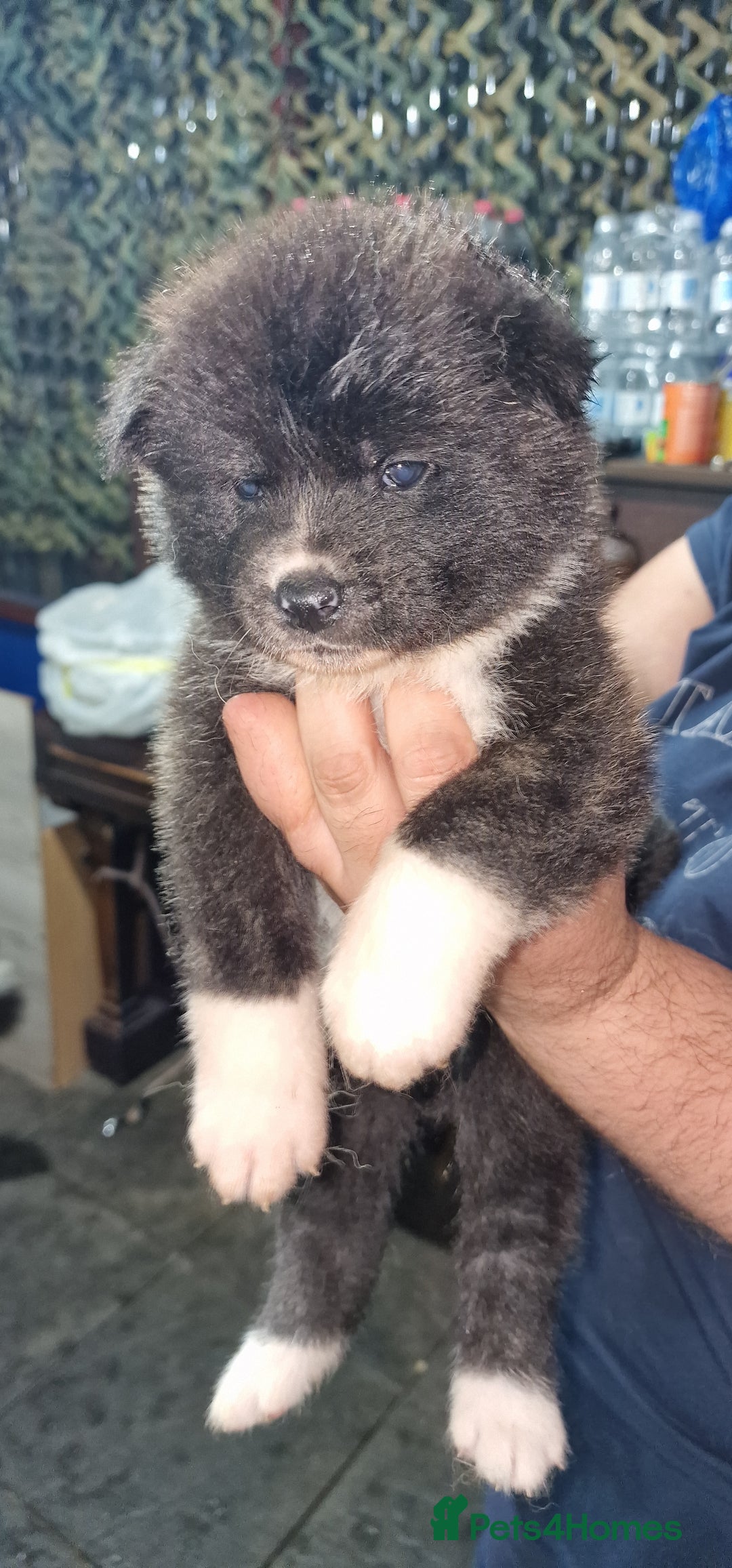 Akita dogs for sale: Akita Inu Japonese - Image 10