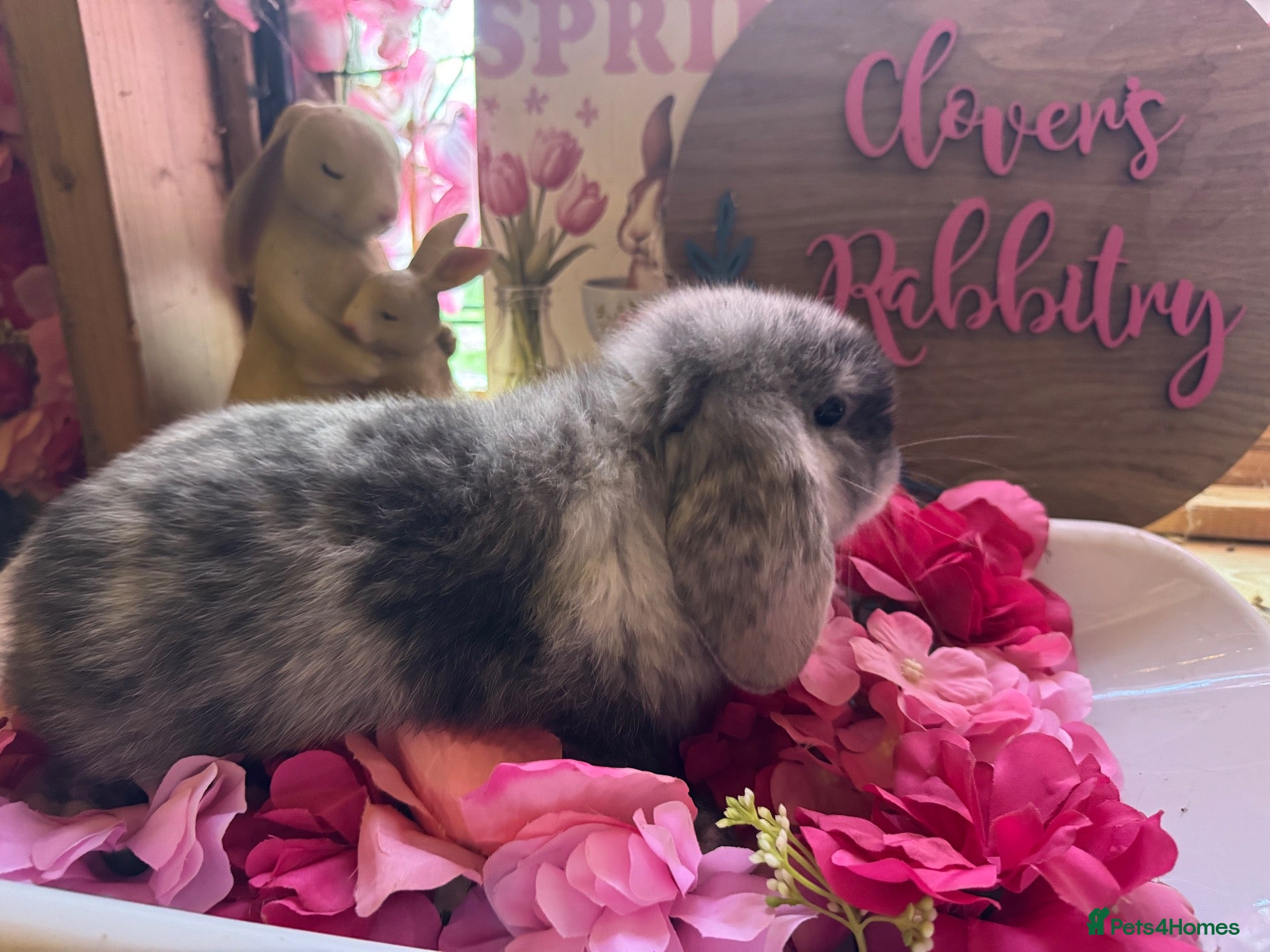 Netherland Dwarf rabbits PedigreeNetherland dwarfs and Mini Lops available - Advert 1
