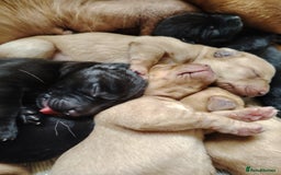 Labrador Retriever dogs for sale: KC registered Pedigree Labradors Black & Fox Red - Image 4