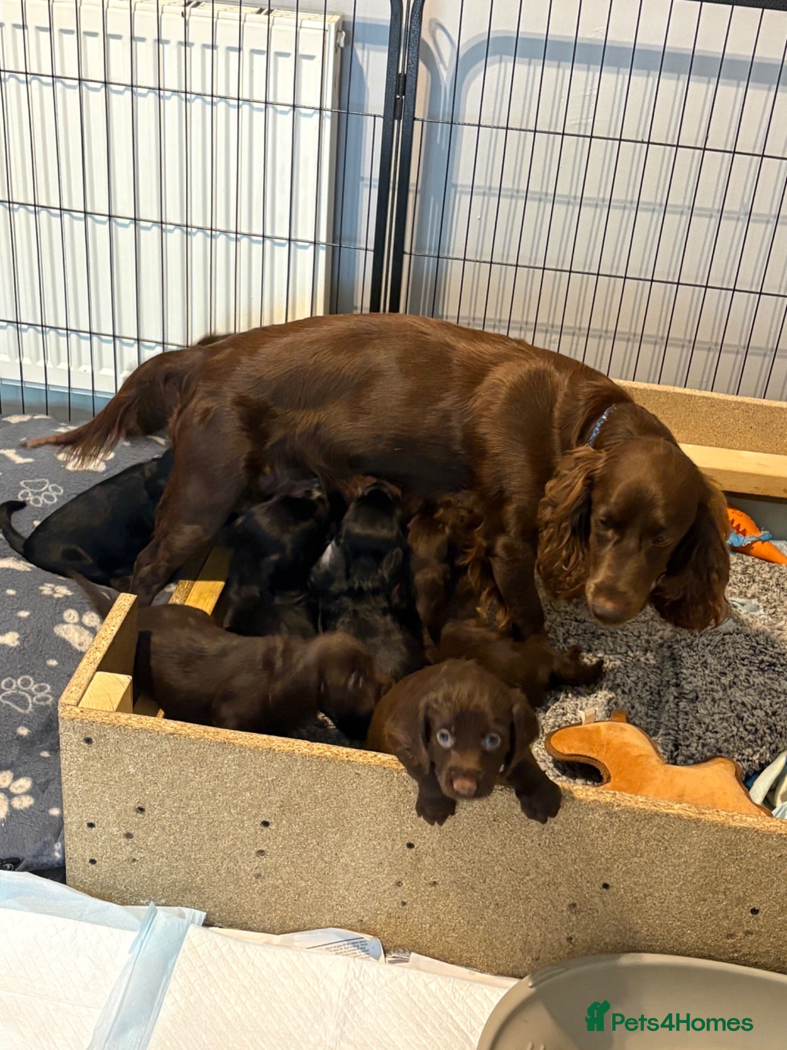 Cocker Spaniel dogs Four Gorgeous Male Working Cocker Spaniel Puppies  - Advert 1