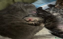 British Shorthair cats for sale: BEAUTIFUL BRITISH SHORT HAIR CROSS KITTENS - Image 5