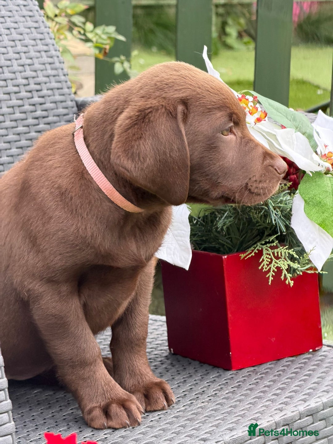 Labrador Retriever dogs for sale: KC CHOCOLATE PEDIGREE LABRADOR GIRL - Advert 14