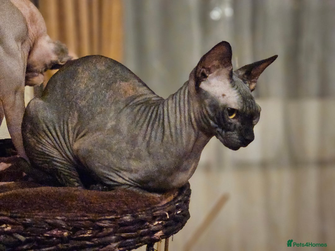 Sphynx cats for sale: Beautiful Canadian Sphynx 😍  - Advert 7