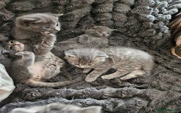 Mixed Breed cats for sale: My little bundle of joy  - Image 3