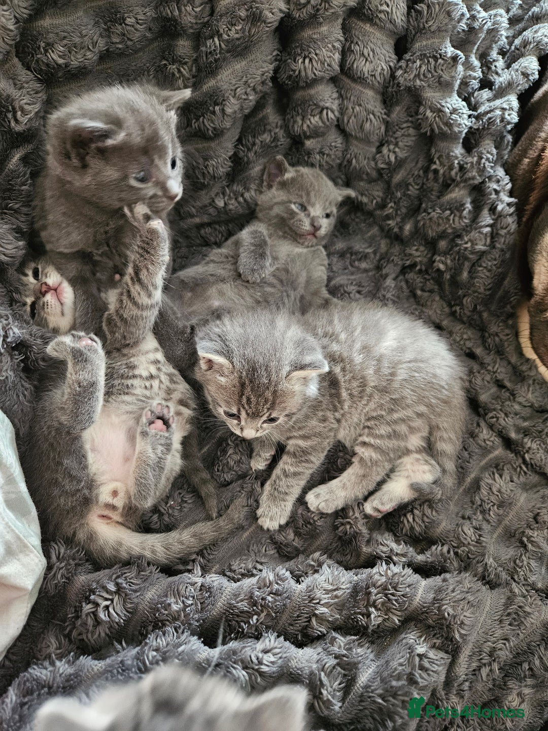 Mixed Breed cats for sale: My little bundle of joy  - Image 3