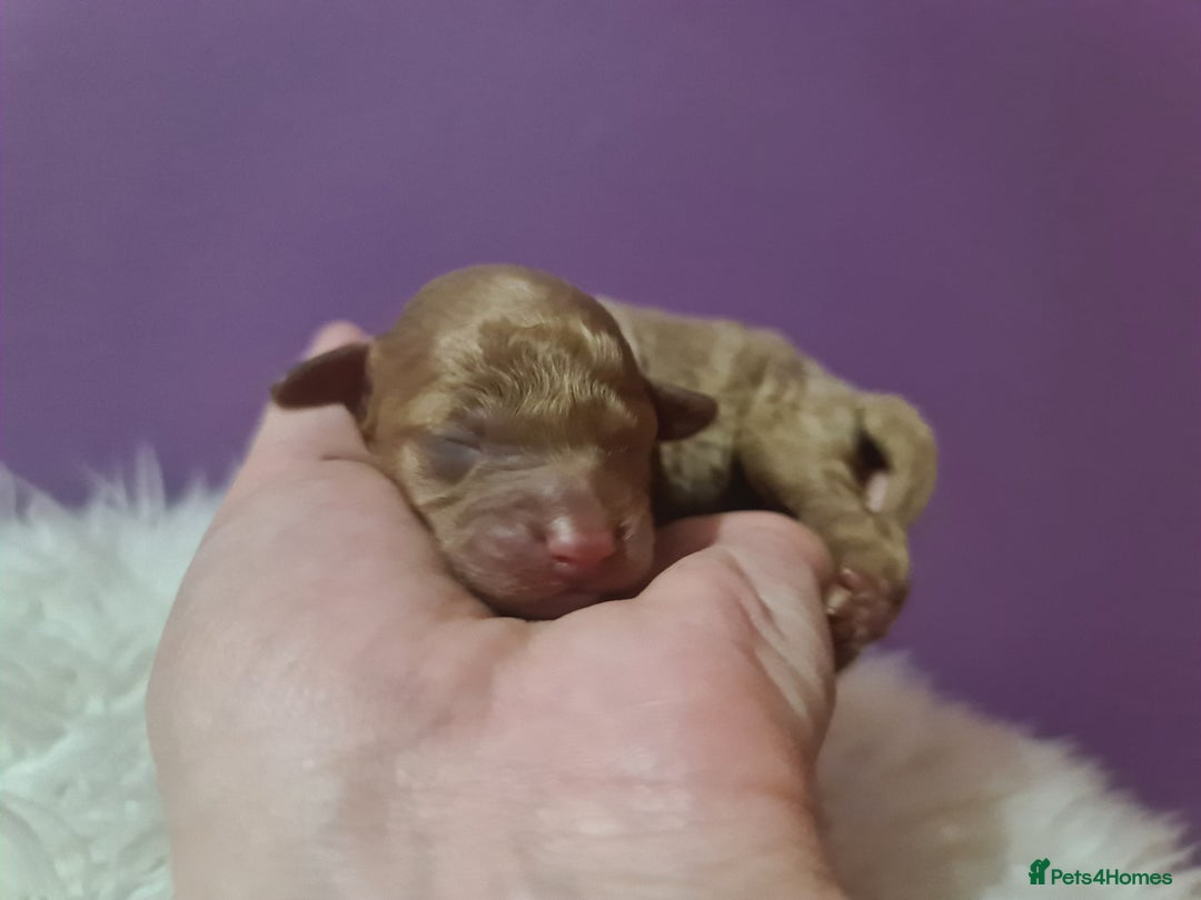 Toy Poodle dogs for sale: Beautiful toy poodle  - Advert 17