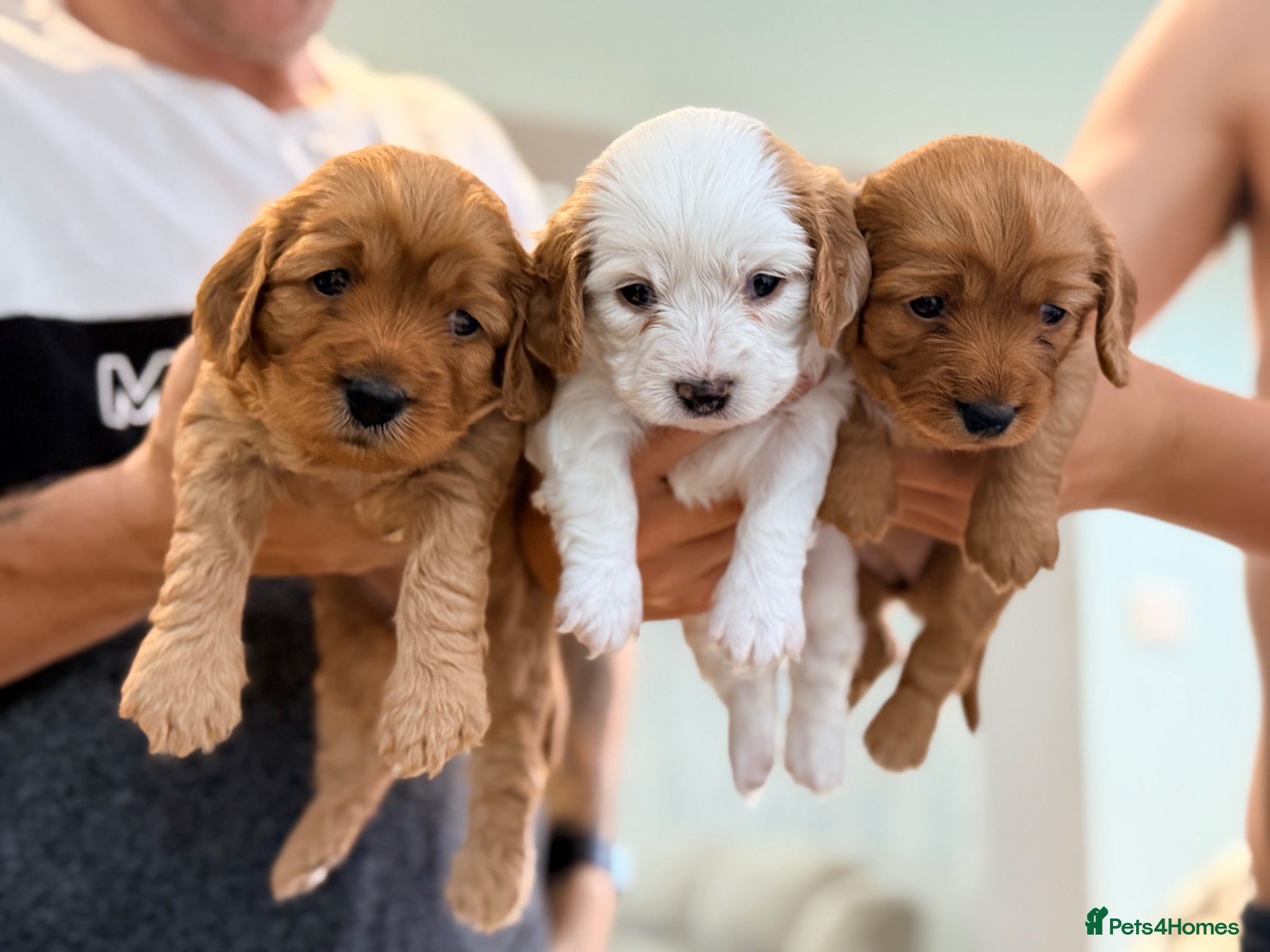 Mixed Breed dogs 3 Beautiful F1B Cavapoochon Girls - Advert 1