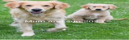 Golden Retriever dogs for sale: Beautiful golden retriever pups - Advert 4