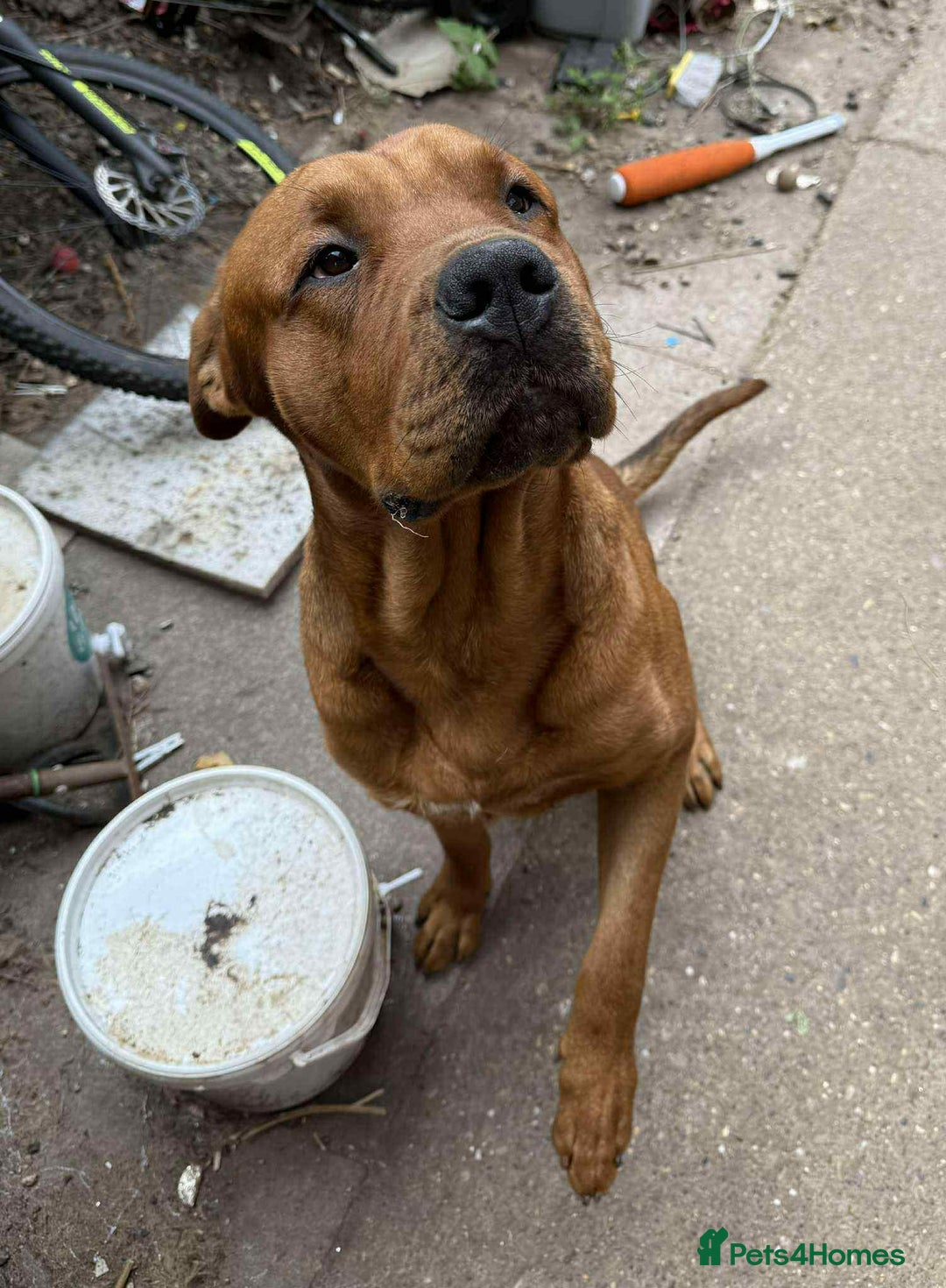 Mixed Breed dogs for sale: Dogue de bordeaux - Image 3
