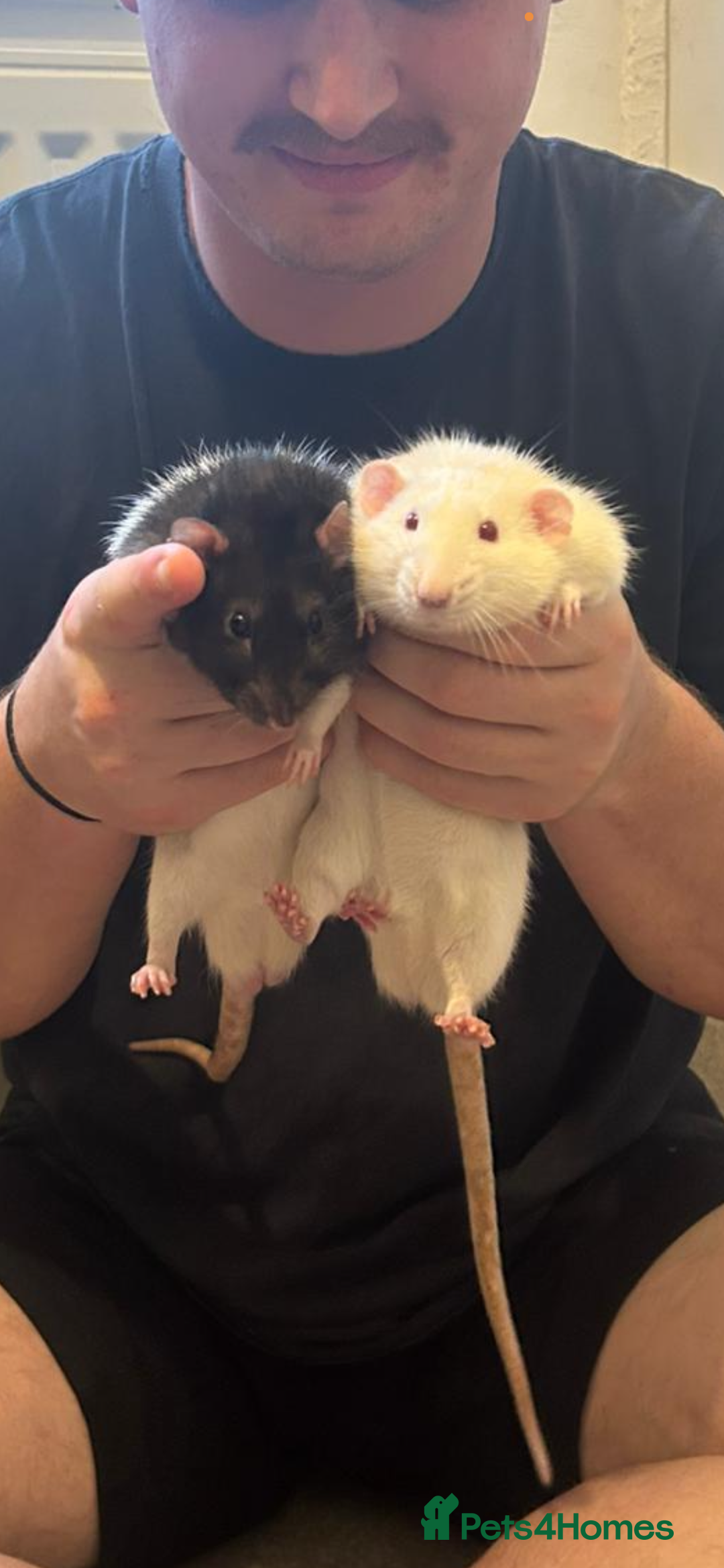 Rat rodents for sale: PAIR OF MALES NEED A LOVING HOME!! - Advert 1