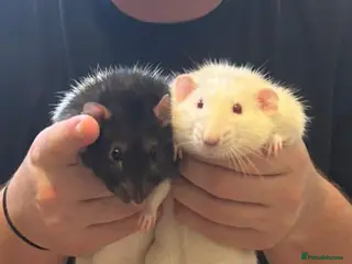 Rat rodents PAIR OF MALES NEED A LOVING HOME!! - Advert 11