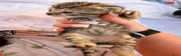 Mixed Breed cats for sale: Tabby/bengal kittens  - Advert 11