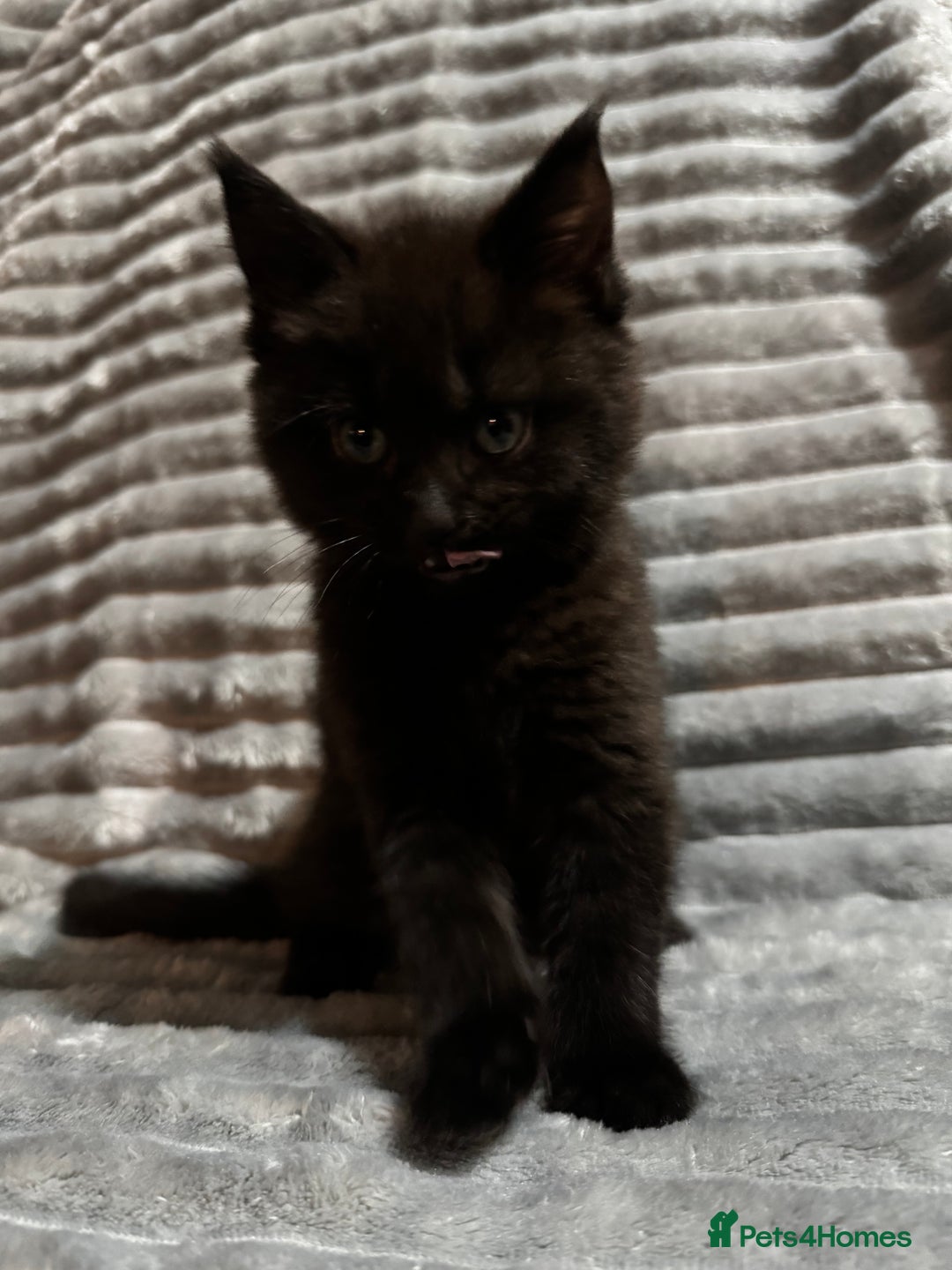 Mixed Breed cats for sale: British short hair cross Maine coon  - Advert 6