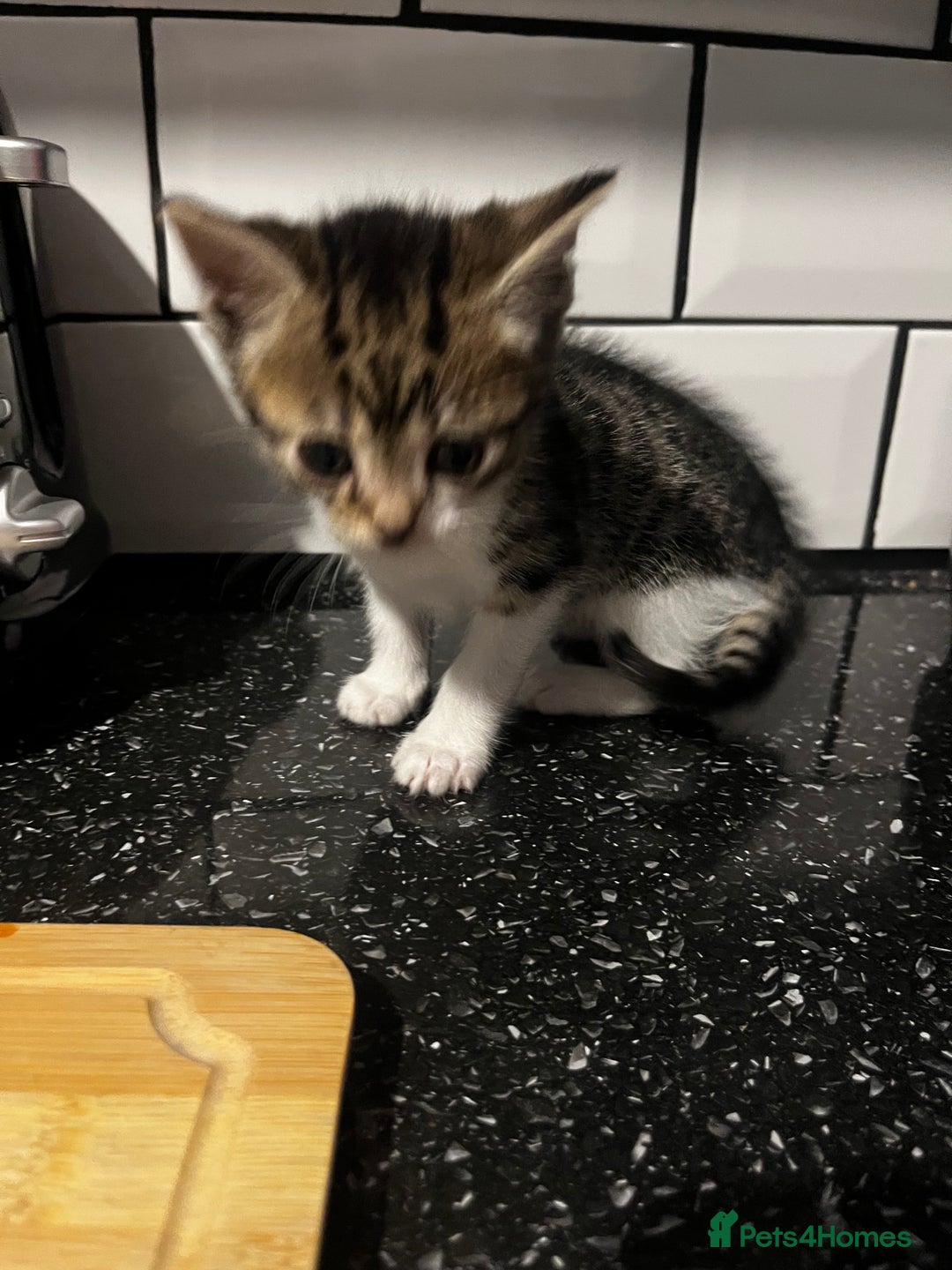 Mixed Breed cats for sale: 2 Kittens For Sale - Image 5