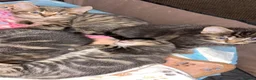 Mixed Breed cats for sale: Cute Kittens For Sale 😍 - Advert 15