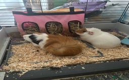 Guinea Pig rodents for sale: Two female guinea pigs for rehome - Image 3