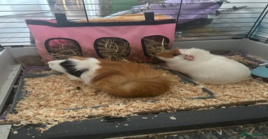 Guinea Pig rodents - Advert 6