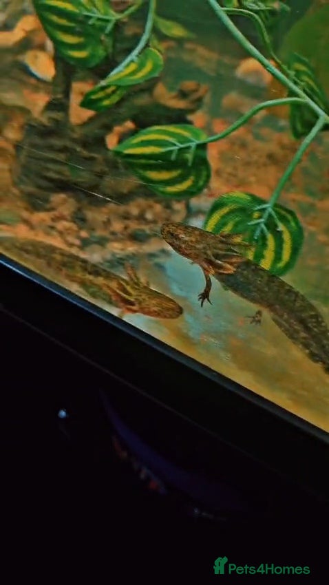 Mixed Breed livestock Axolotl  - Advert 1