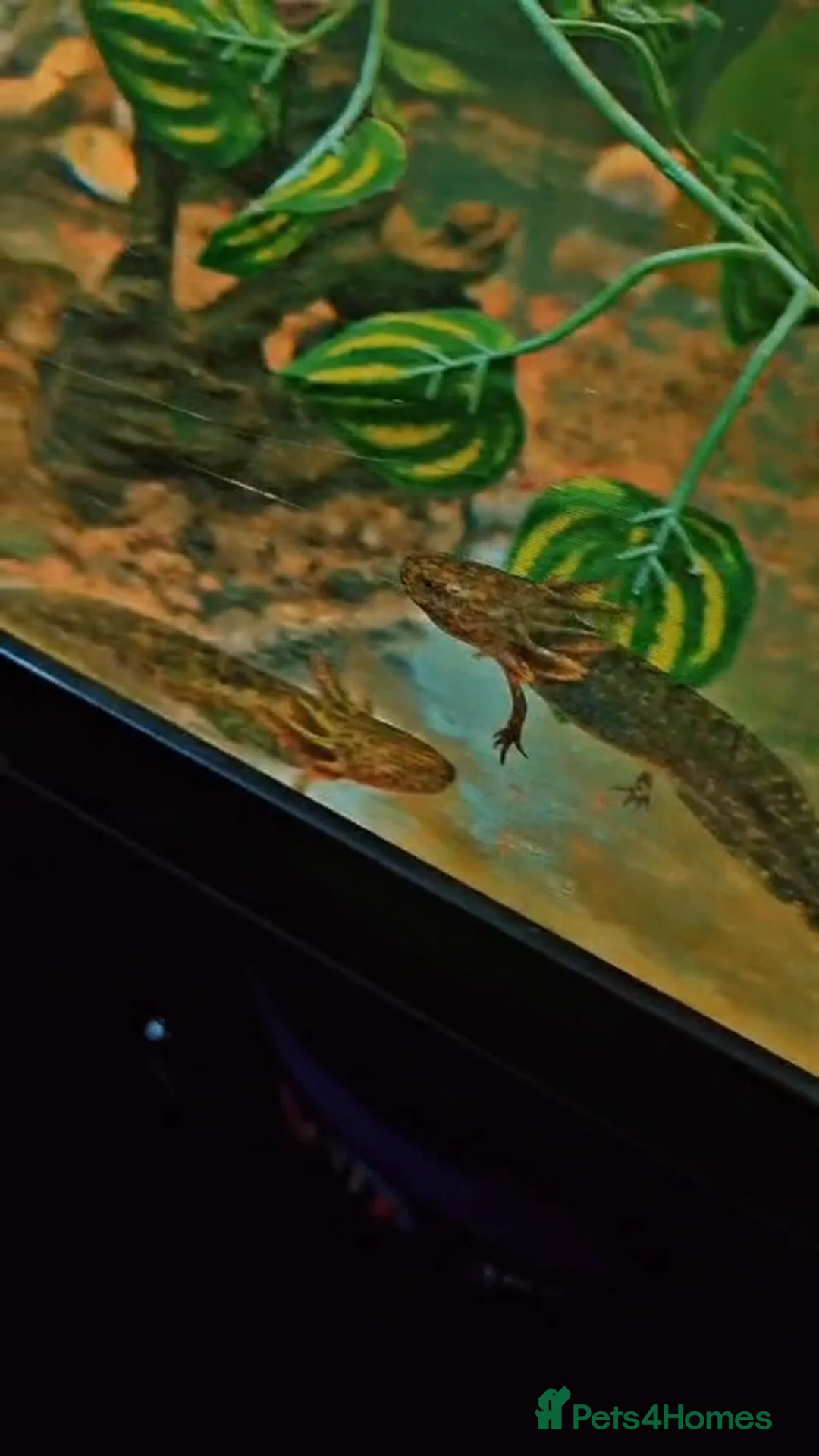 Mixed Breed livestock for sale: Axolotl  - Advert 1