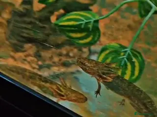 Mixed Breed livestock Axolotl - Advert 1