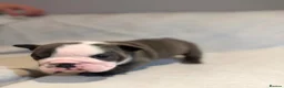 English Bulldog dogs for sale: Beautiful English Bulldog Puppies in Stoke-on-Trent - Advert 5